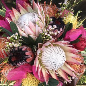 King Protea
