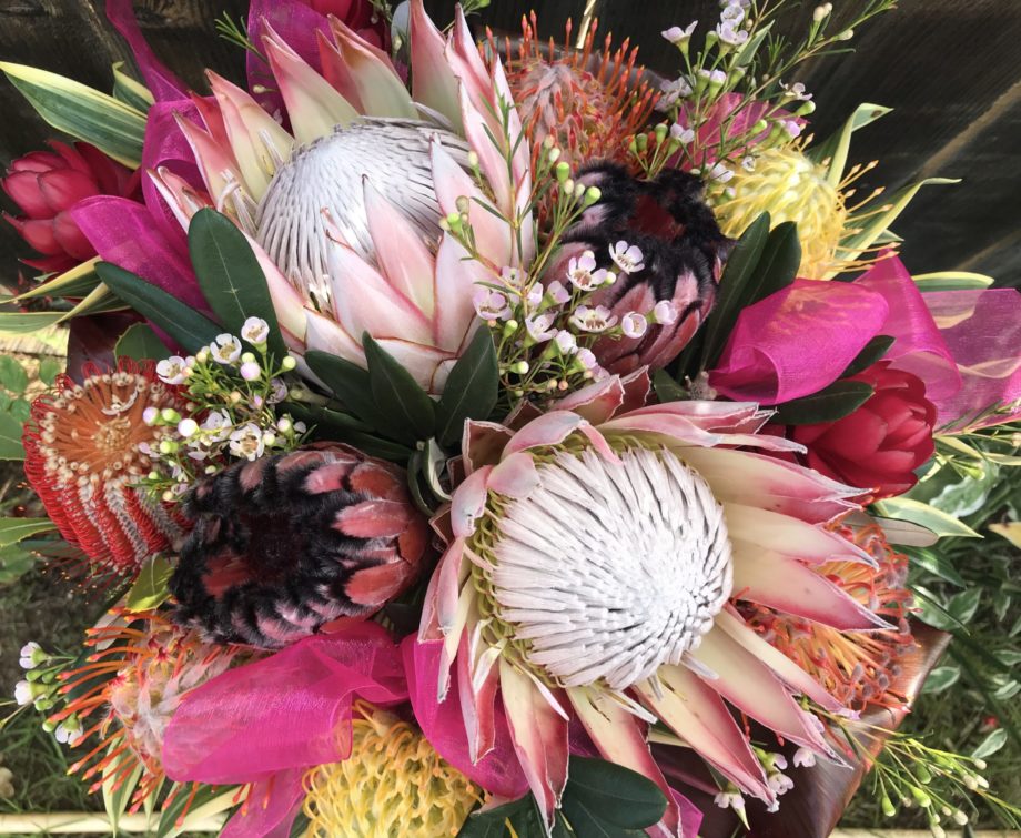 King Protea