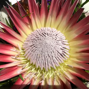 King Protea