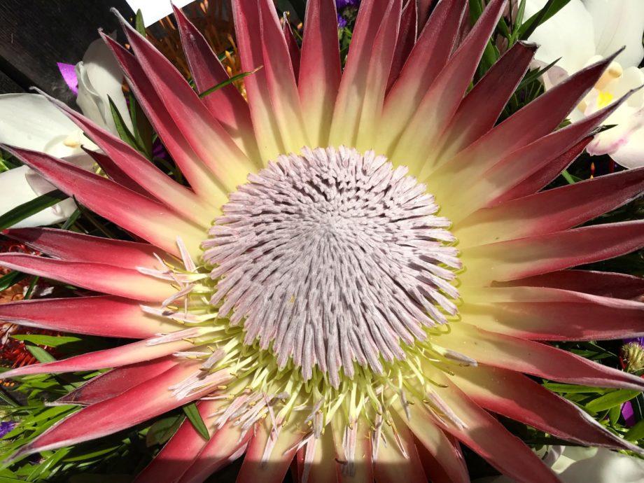 King Protea