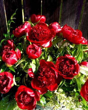 Red Peonies