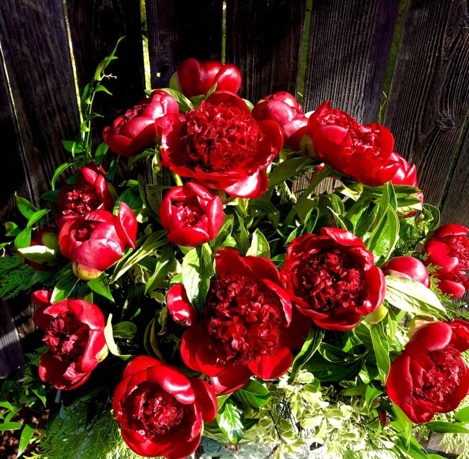 Red Peonies