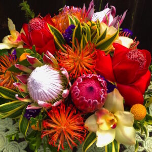 Protea